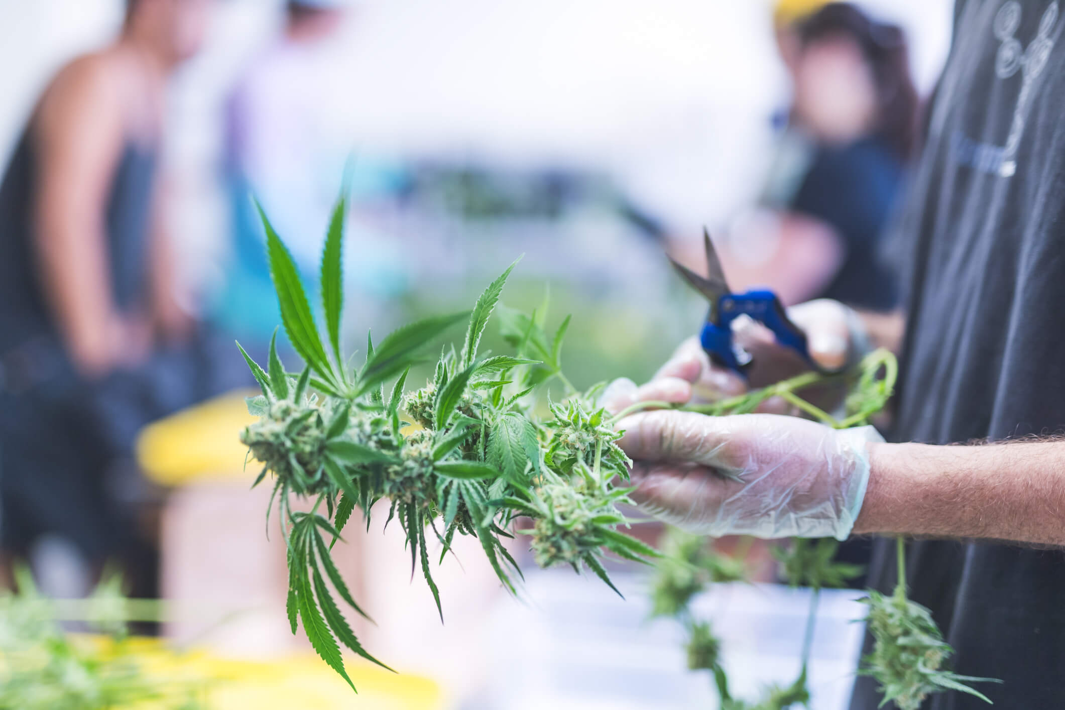 A man is pruning cannabis plants in the foreground, wearing gloves, and is visible from elbows to fingers. There are others in the background working.